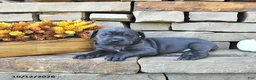 Cane Corso dogs for sale: Cali - Ad 2