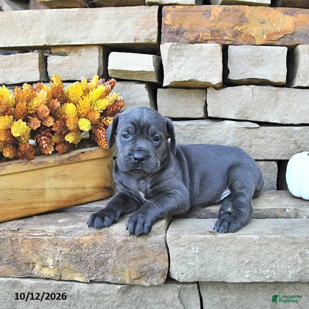Cane Corso dogs for sale: Cali - Ad 2