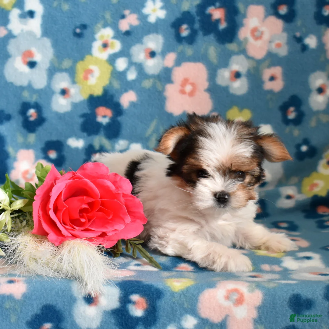 Yorkshire Terrier dogs for sale: Graham  - Ad 3