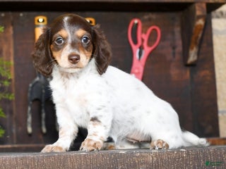 Miniature Dachshund dogs - Ad 22