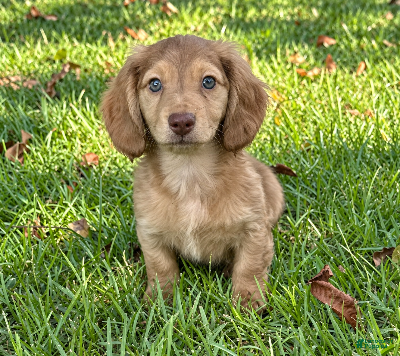 Miniature Dachshund dogs Bacon - Ad 1