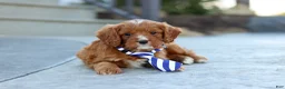 Cavapoo dogs for sale: Mr. Bentley - Ad 3