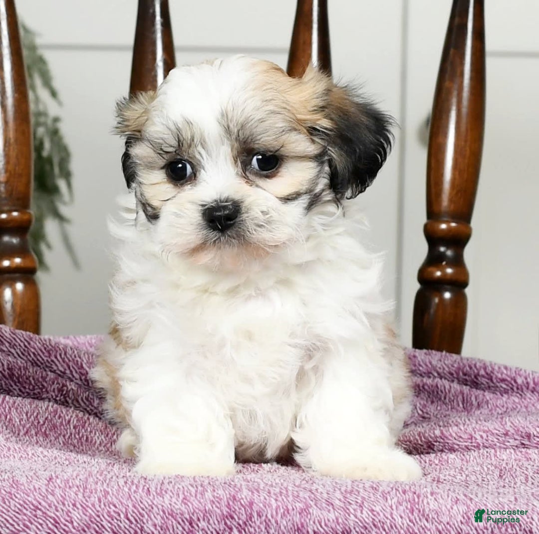 Gallery Image {{count}}