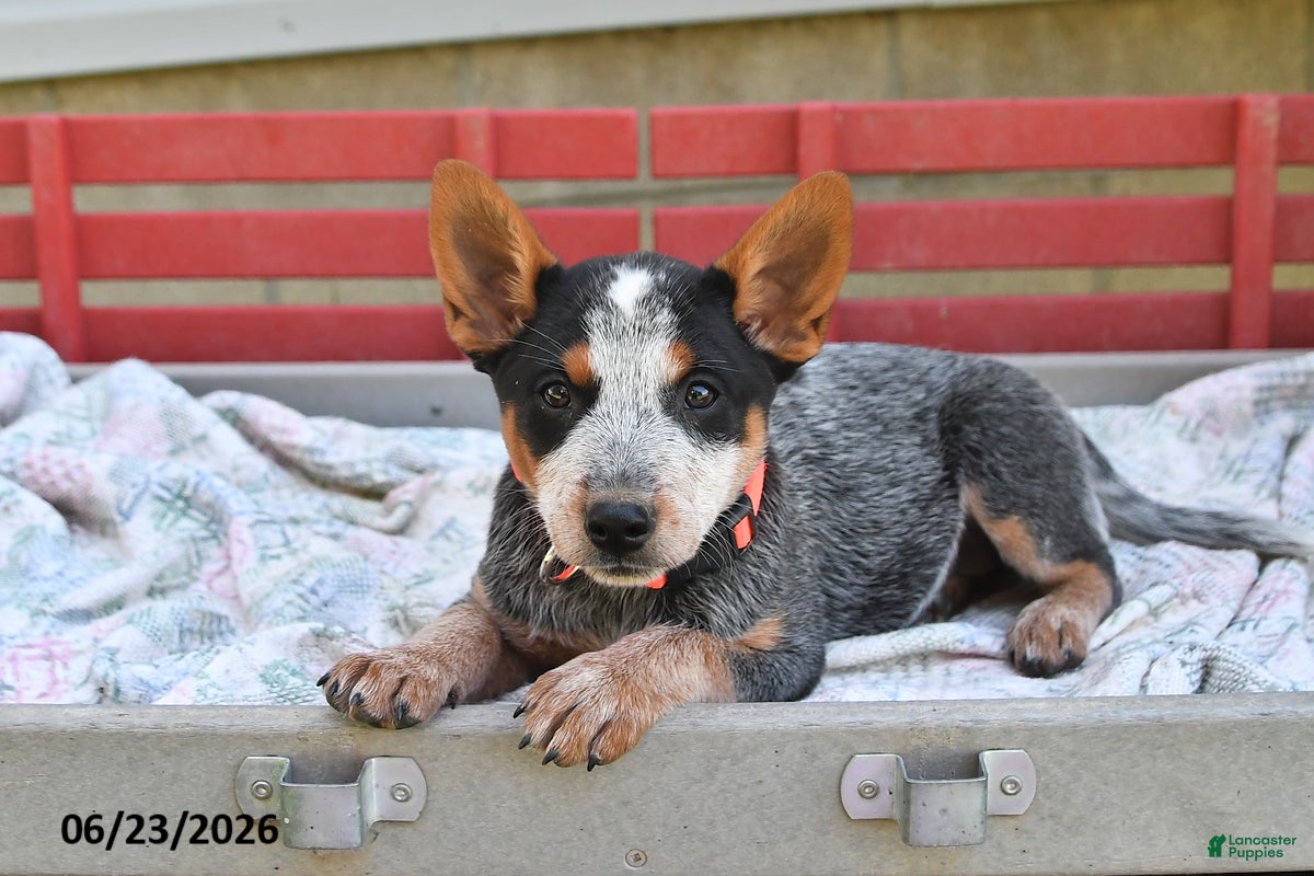 Australian Cattle Dog dogs Salt - Ad 2