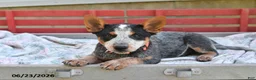 Australian Cattle Dog dogs for sale: Salt - Ad 2
