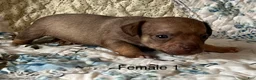 Chiweenie dogs for sale: Chiweenie 5 - Ad 4
