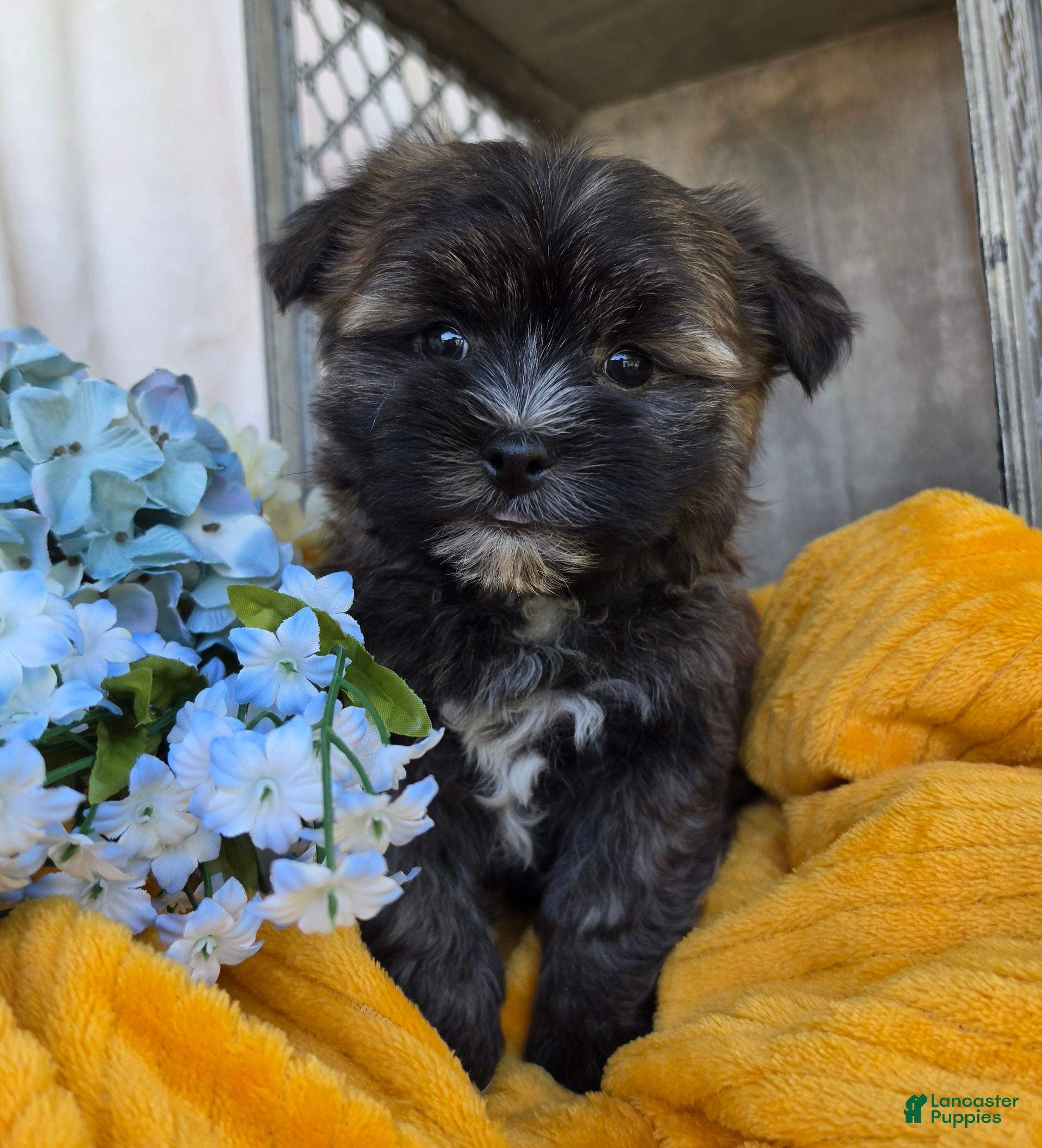 Morkie dogs Snickers - Ad 1