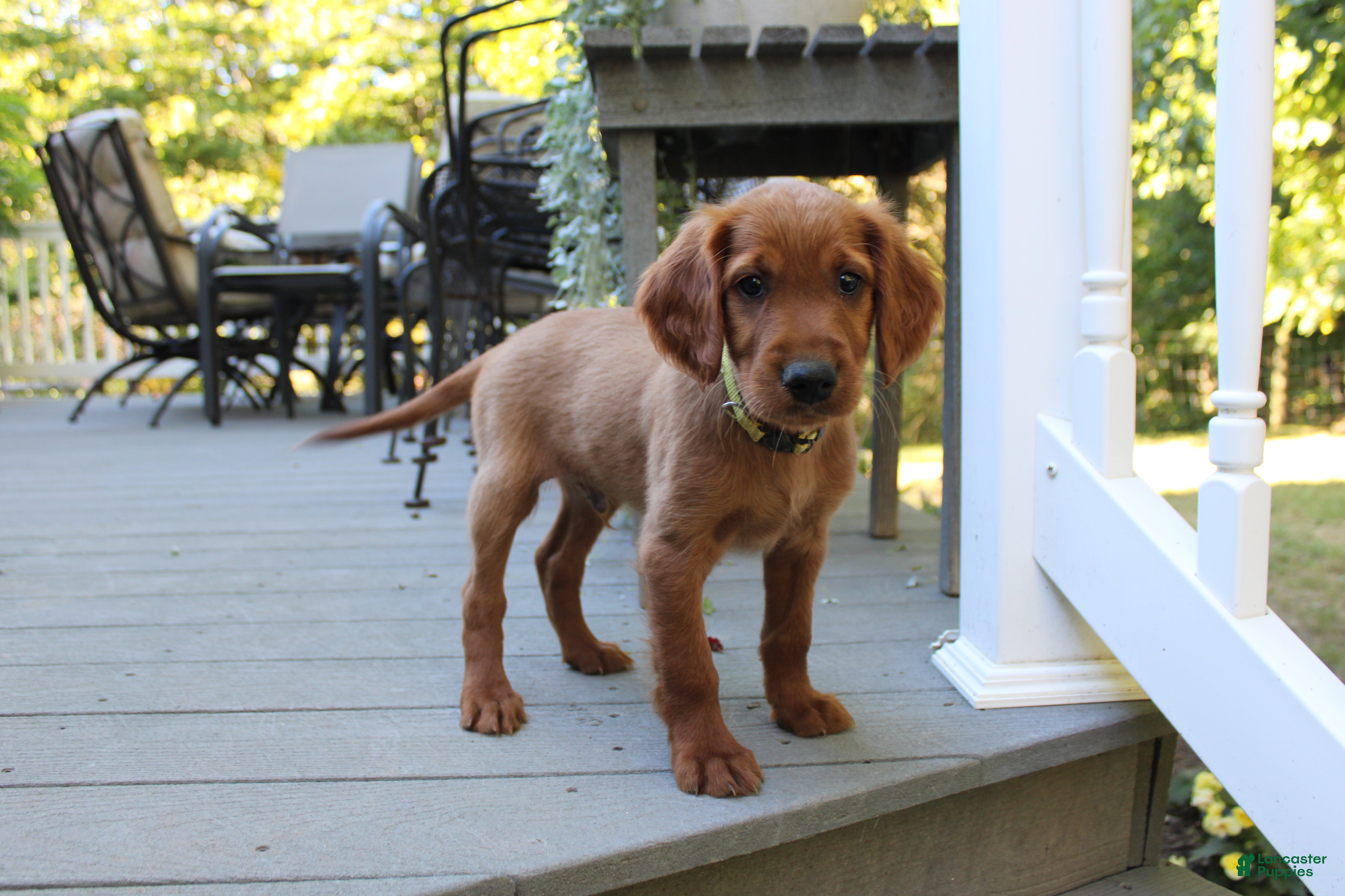 Mixed Breed dogs for sale: barry - Ad 2