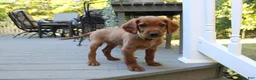 Mixed Breed dogs for sale: barry - Ad 2