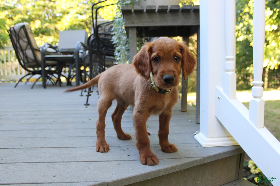 Mixed Breed dogs for sale: barry - Ad 2