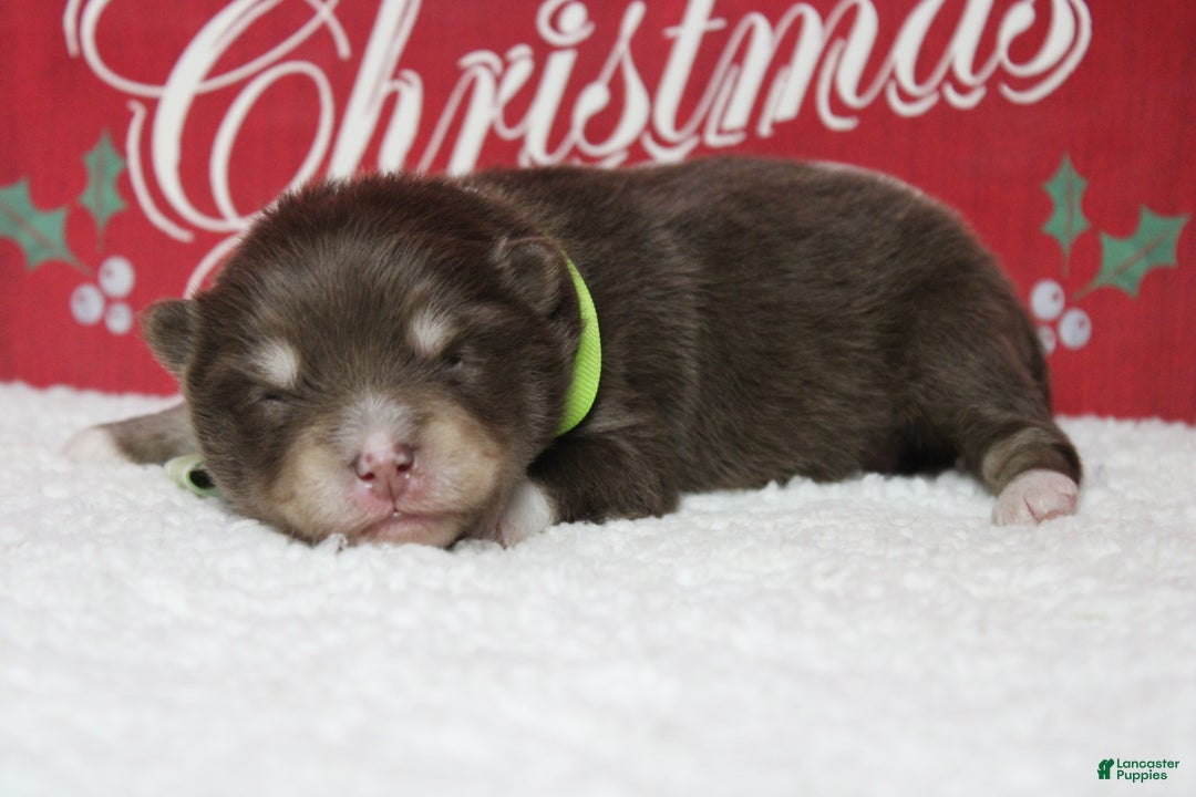 Pomsky dogs for sale: Huey  - Ad 4