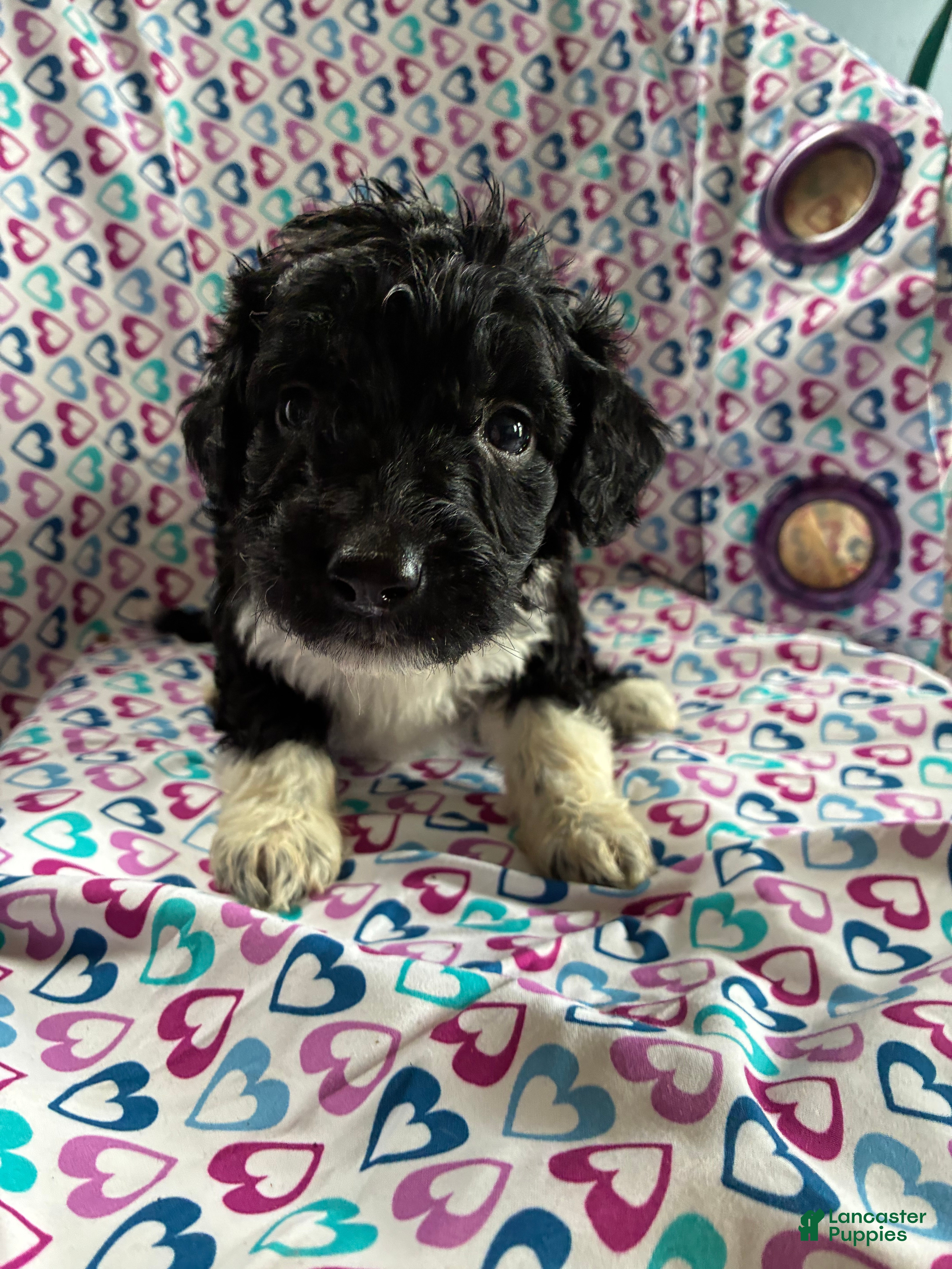 Aussiedoodle dogs Aussiedoodle 6 - Ad 1