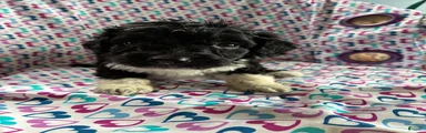 Aussiedoodle 6