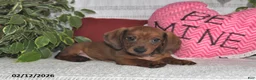 Miniature Dachshund dogs for sale: Howie - Ad 5