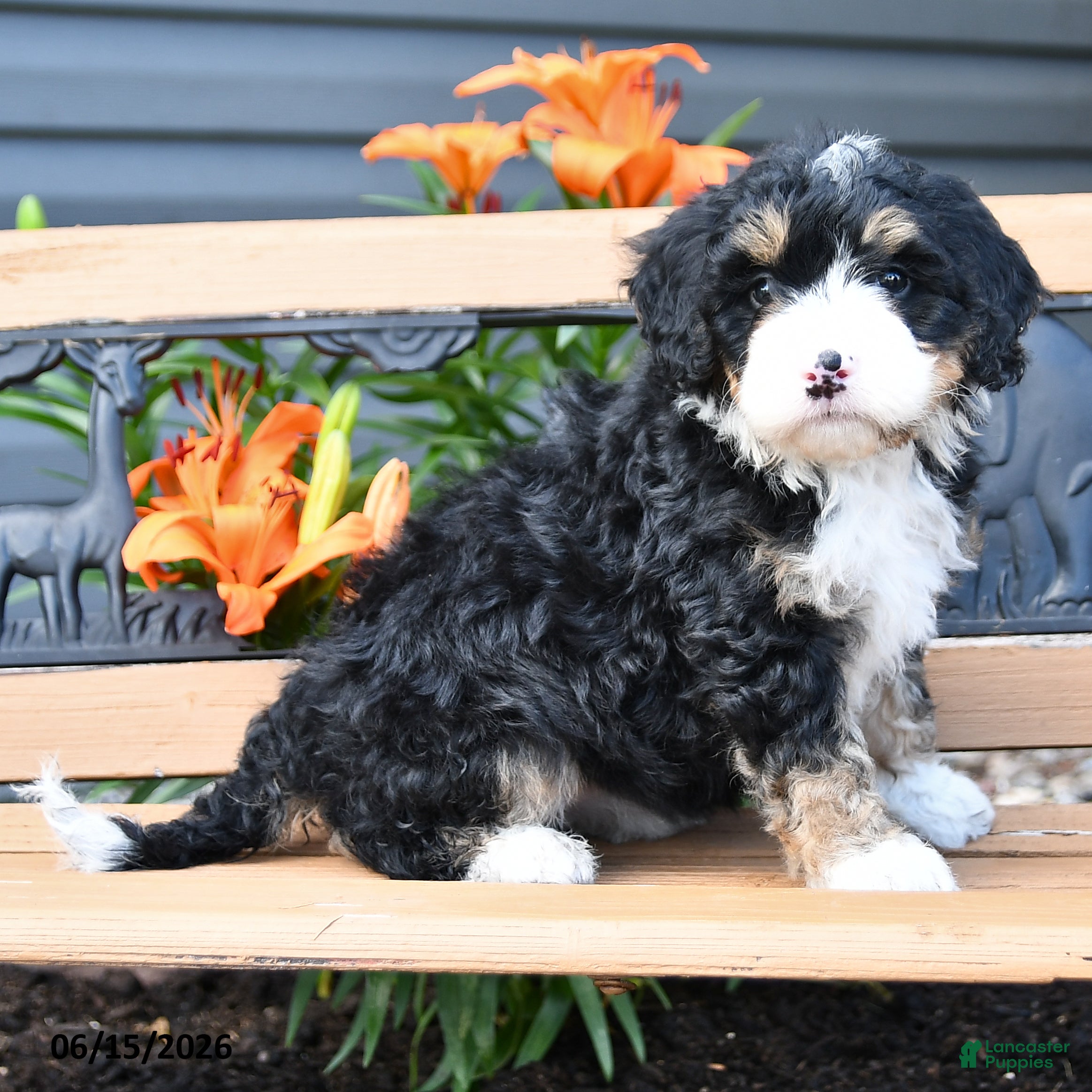 Bernedoodle dogs Macy - Ad 2