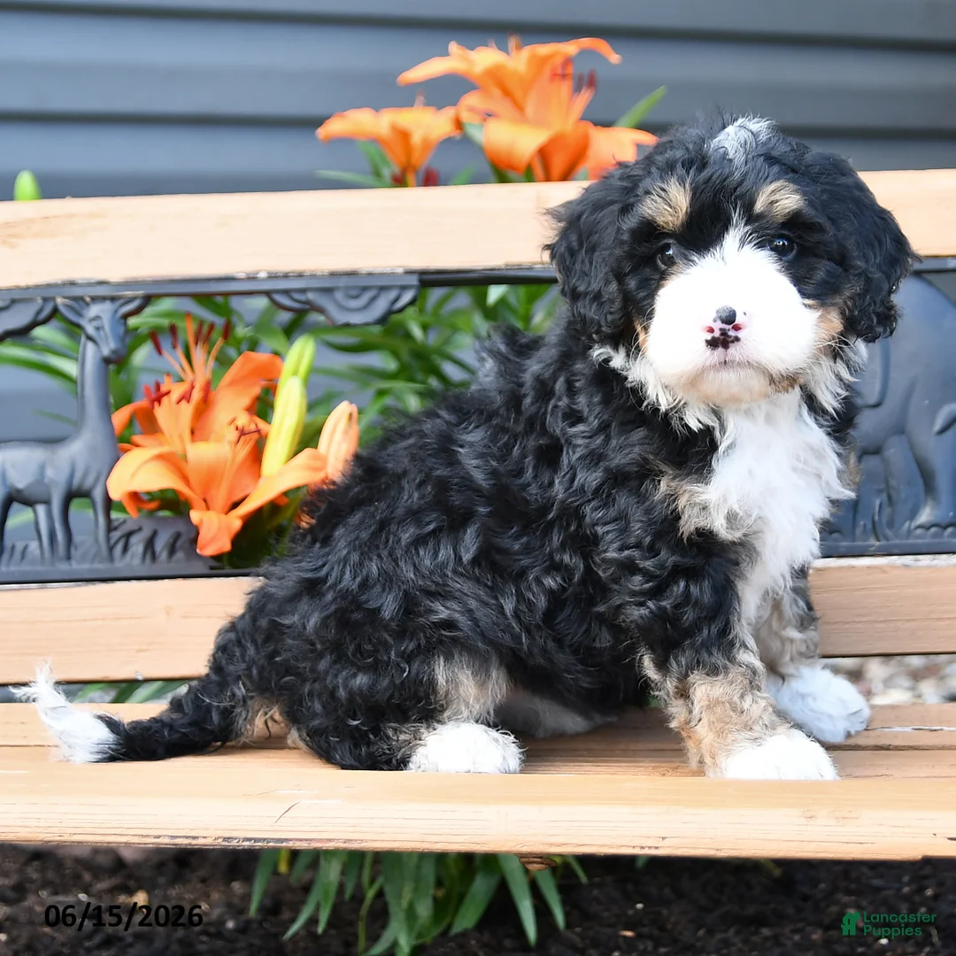 Bernedoodle dogs for sale: Macy - Ad 2