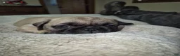 Pug dogs for sale: Pug Puppy 4 - Ad 5