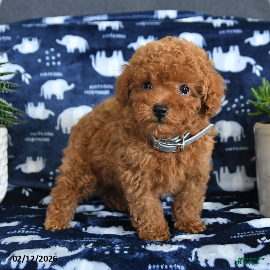 Miniature Poodle dogs Owen - Ad 30