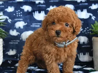 Miniature Poodle dogs Owen - Ad 30
