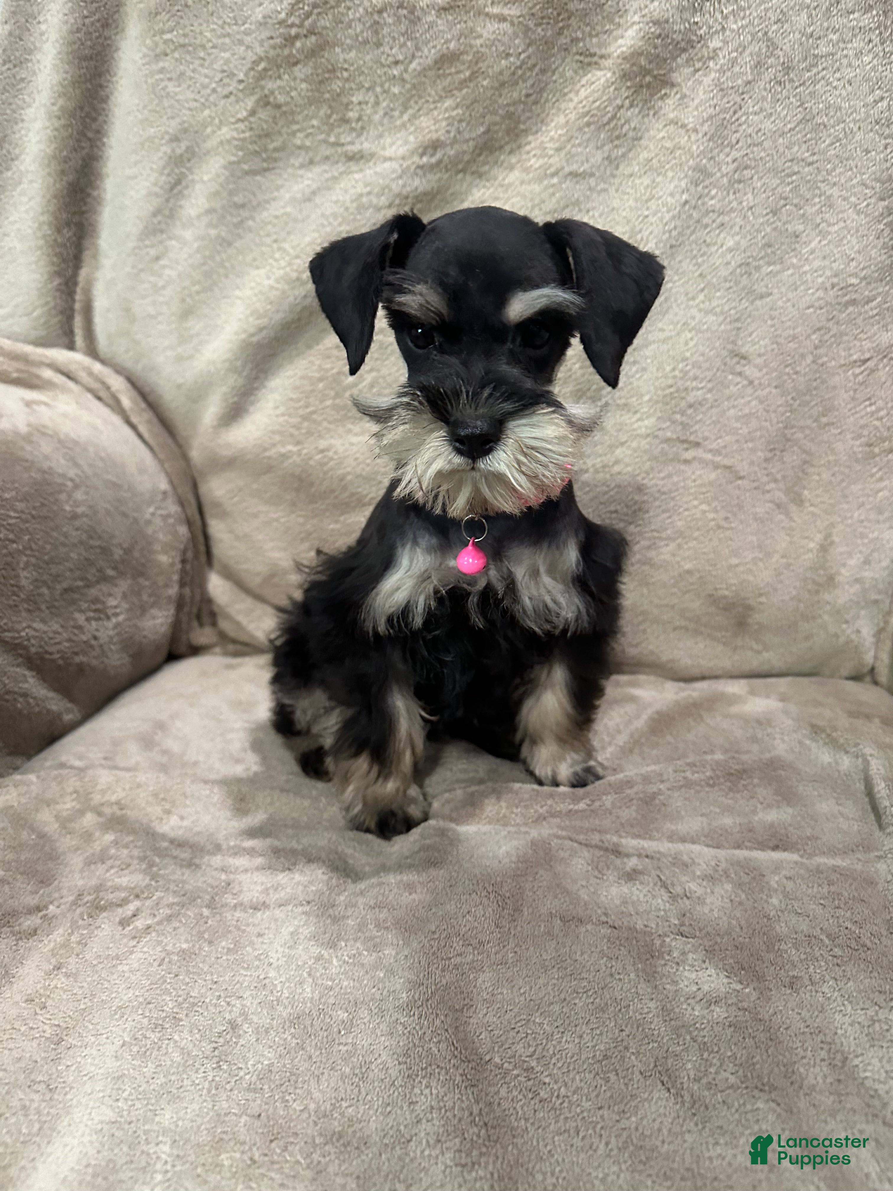 Miniature Schnauzer dogs Ellie - Ad 1