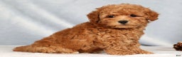 Bichpoo dogs for sale: Rhett - Ad 4