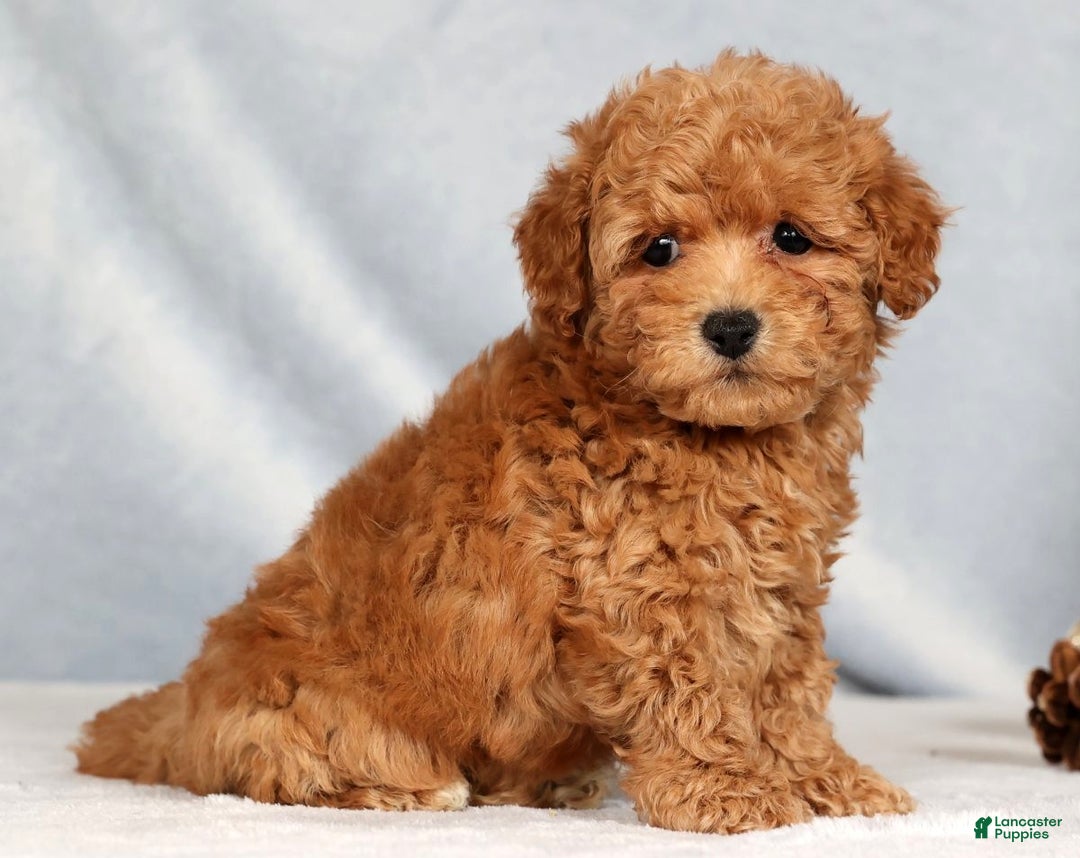 Bichpoo dogs for sale: Rhett - Ad 4