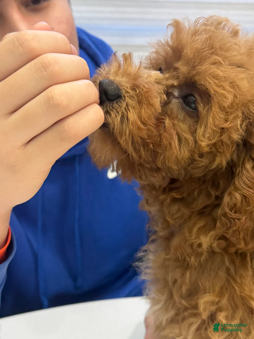 Toy Poodle dogs for sale: Coffee - Ad 1