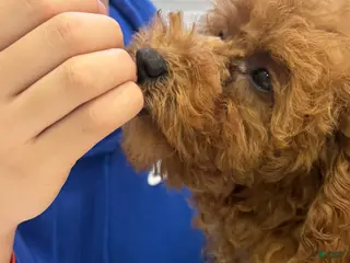 Toy Poodle dogs for sale: Coffee - Ad 3