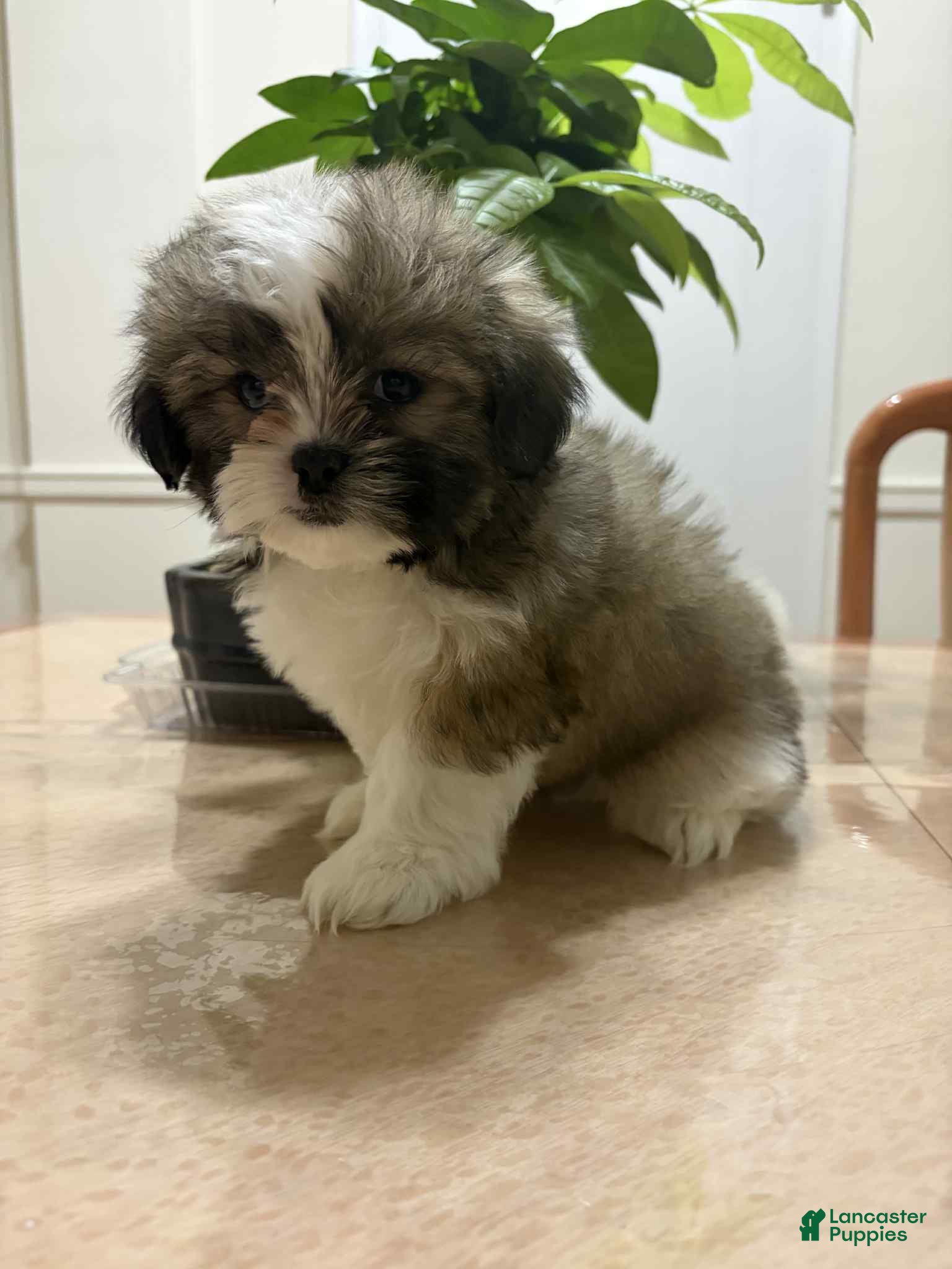 Shih Tzu dogs Prince - Ad 20