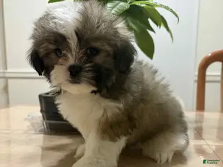 Shih Tzu dogs Prince - Ad 20