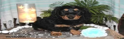 Dachshund dogs for sale: Revan - Ad 5