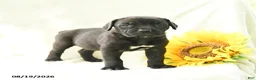Cane Corso dogs for sale: Barbie - Ad 3
