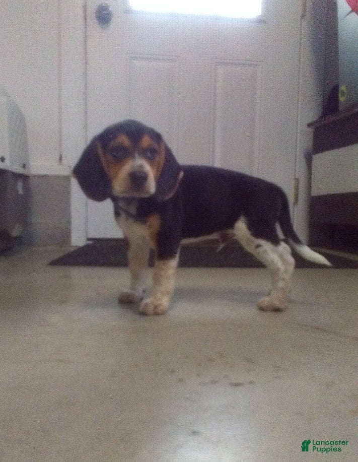 Beagle dogs Sam - Ad 1