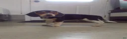 Beagle dogs for sale: Sam - Ad 1