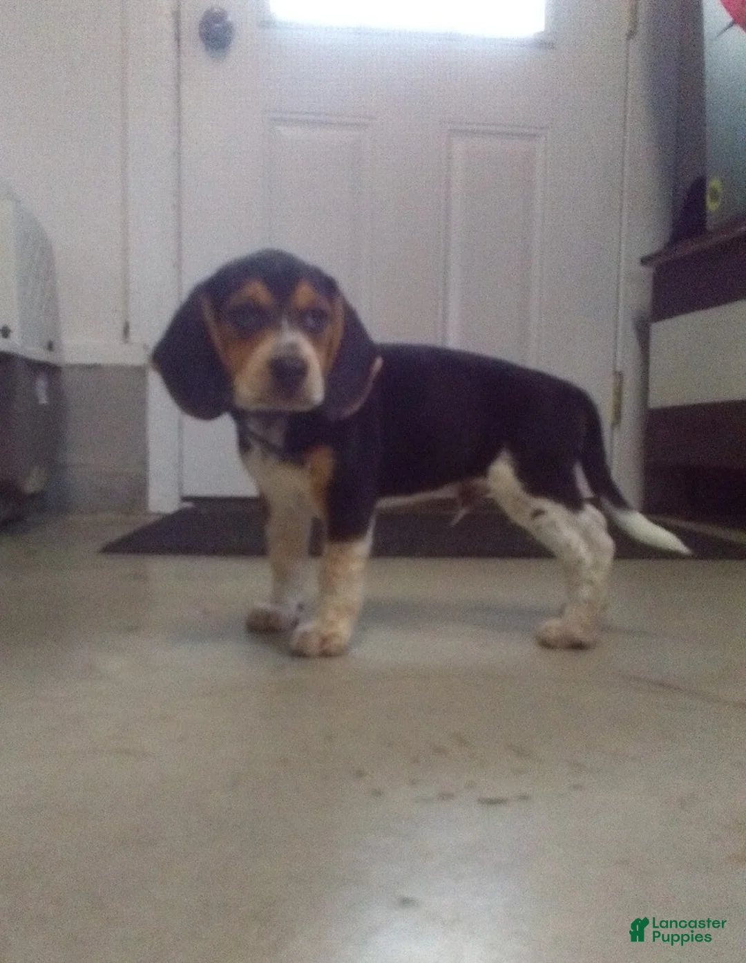 Beagle dogs for sale: Sam - Ad 1