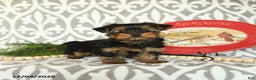 Yorkiepoo dogs for sale: Davon  - Ad 5