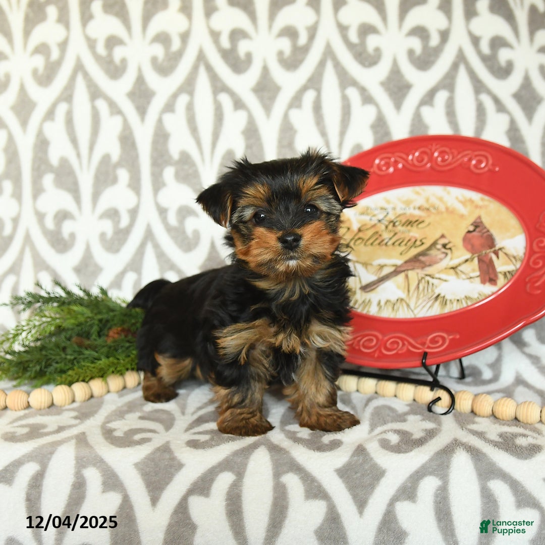 Yorkiepoo dogs for sale: Davon  - Ad 5