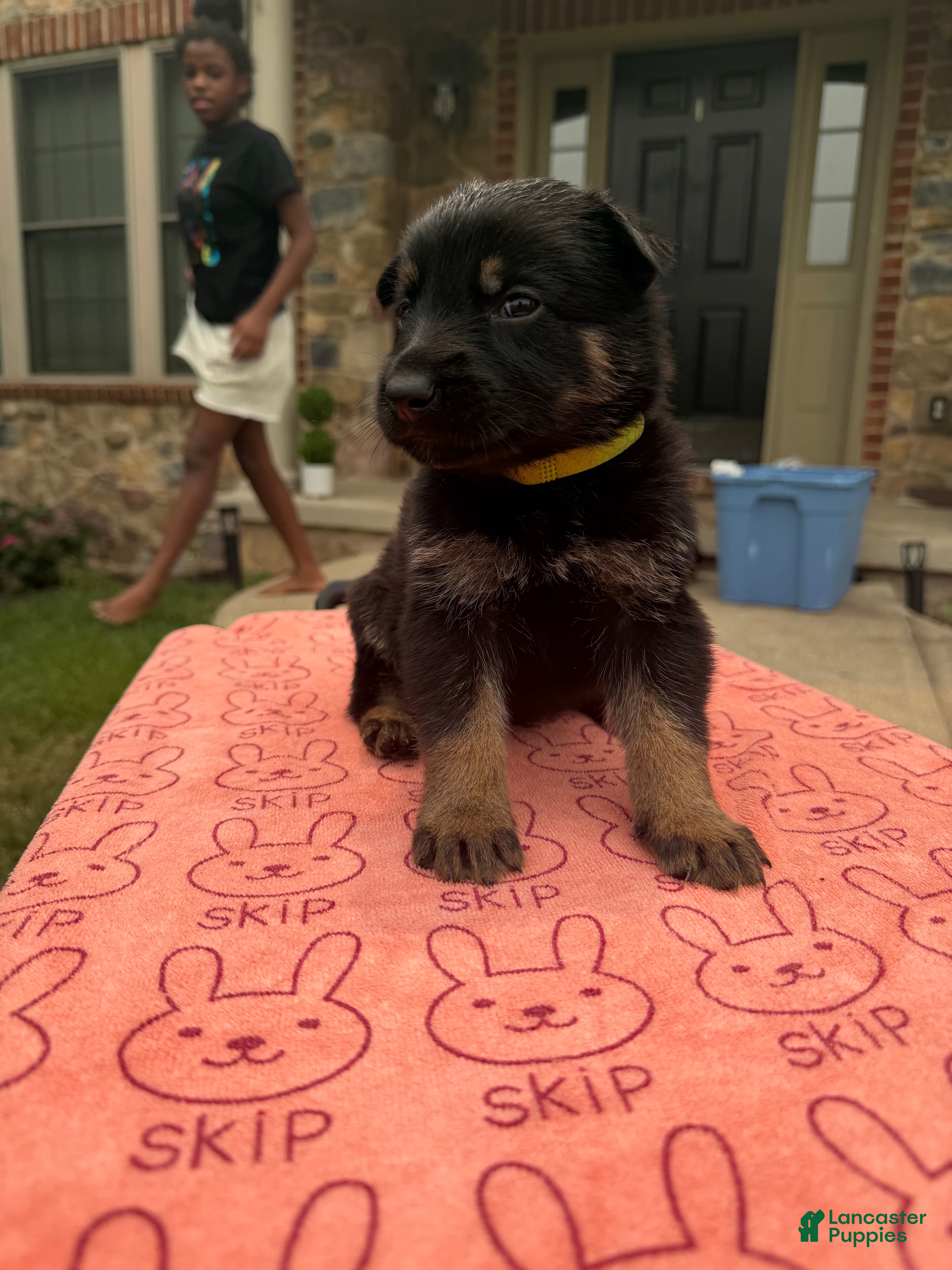 German Shepherd dogs Theodore jr - Ad 1