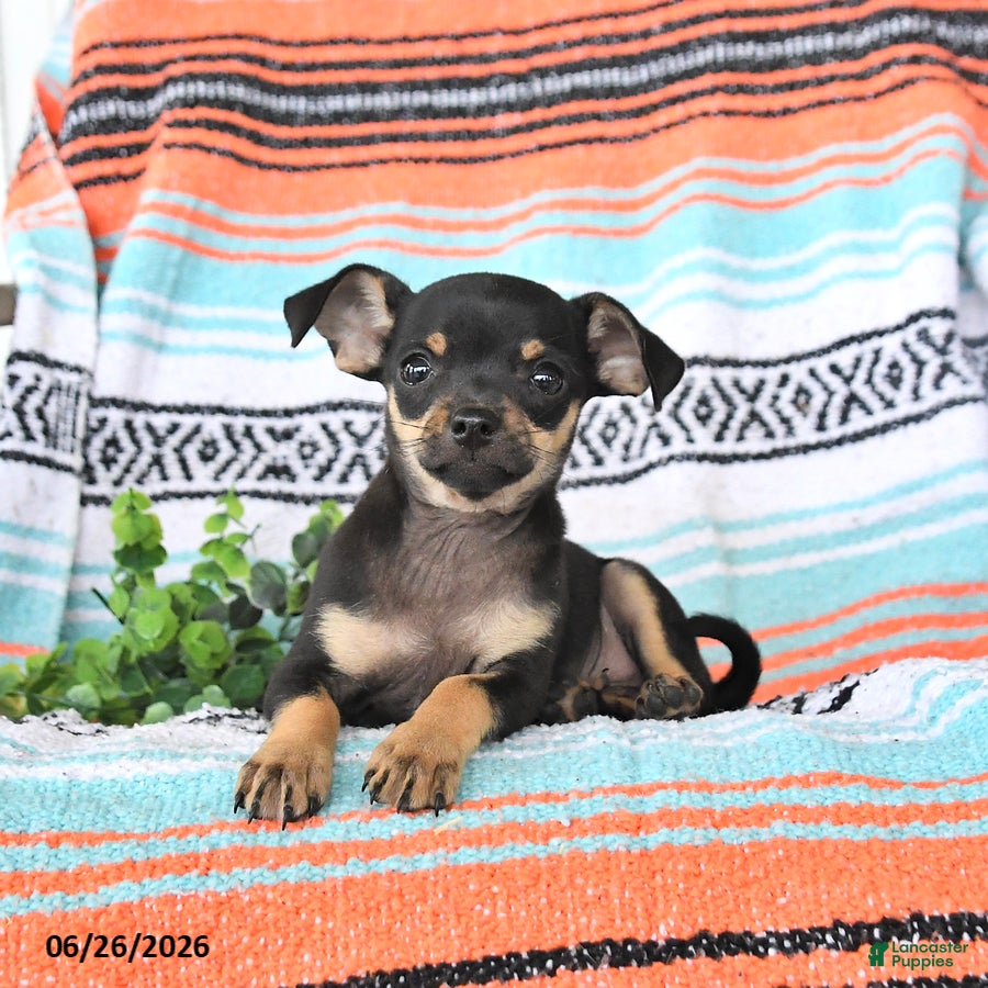 Mixed Breed dogs Milo - Ad 2