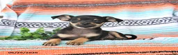 Mixed Breed dogs for sale: Milo - Ad 2