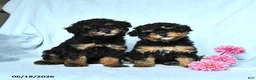 Miniature Poodle dogs for sale: Pepper - Ad 3
