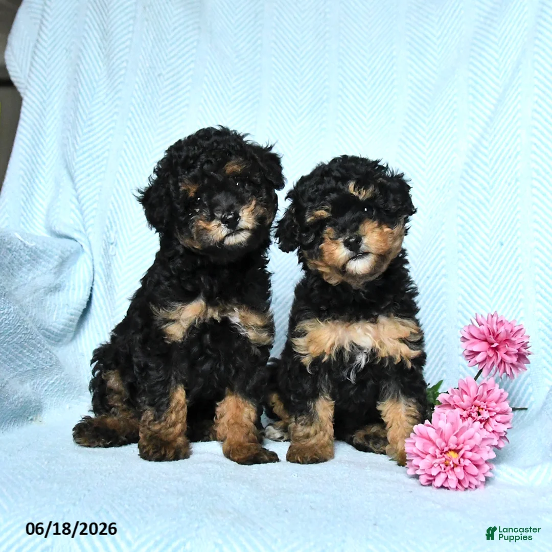 Miniature Poodle dogs for sale: Pepper - Ad 3