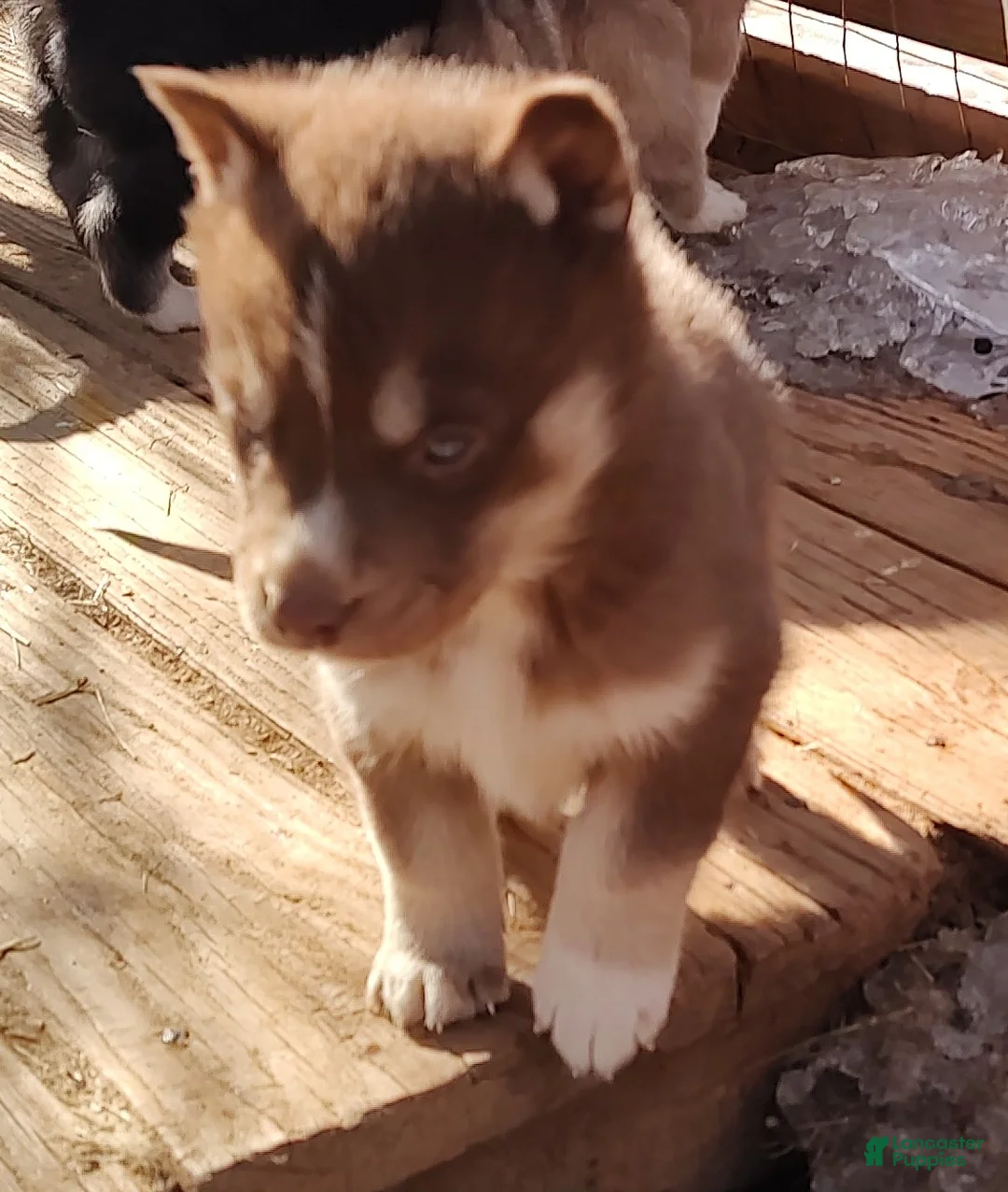 Siberian Husky dogs for sale: Siberian Husky Puppy 3 - Ad 5