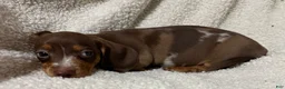Miniature Dachshund dogs for sale: STRIPES - Ad 5