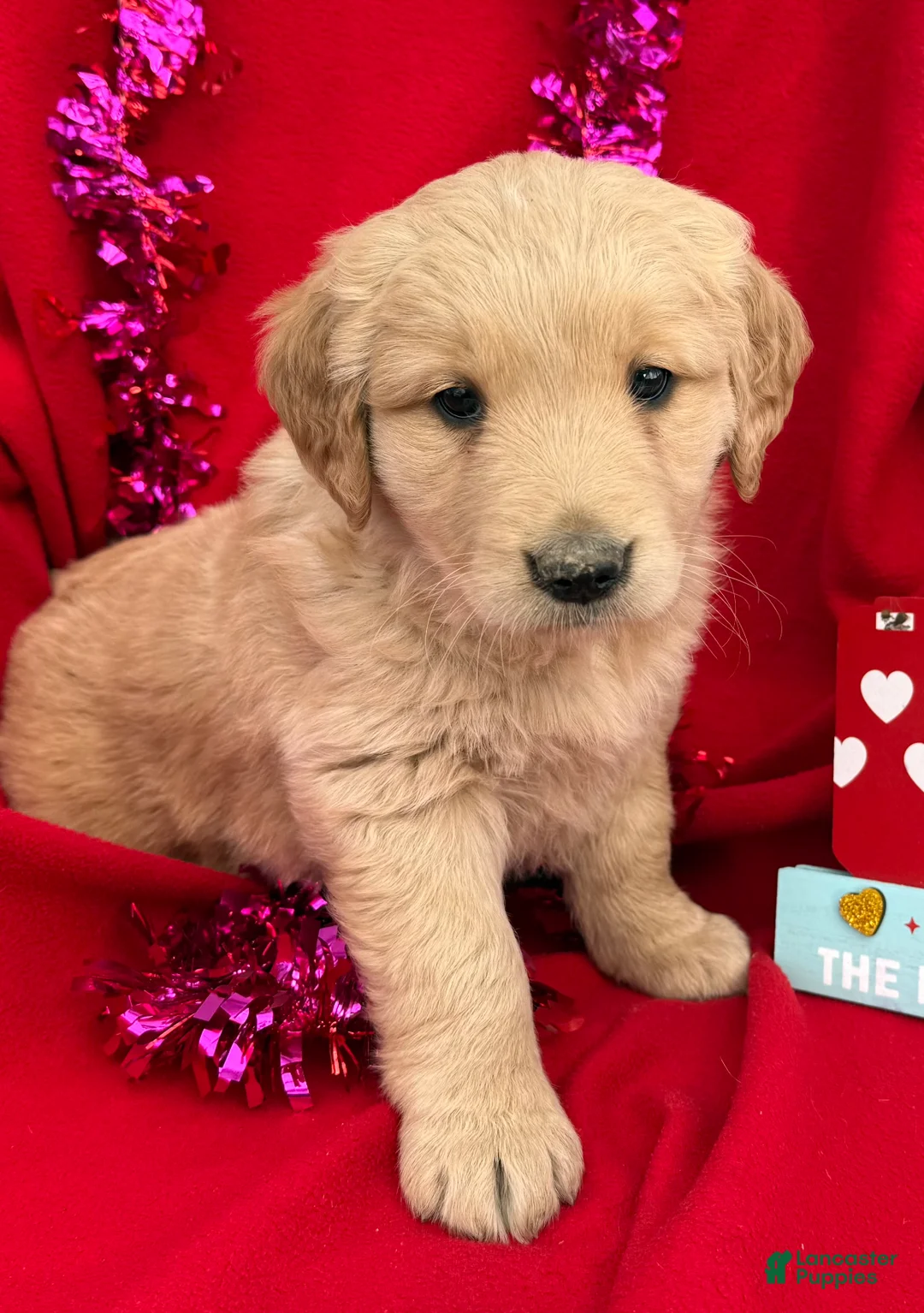 Golden Retriever dogs for sale: Daisy - Ad 3