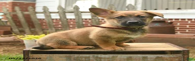 Tumbling Teddy