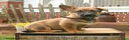 Mixed Breed dogs for sale: Tumbling Teddy - Ad 1