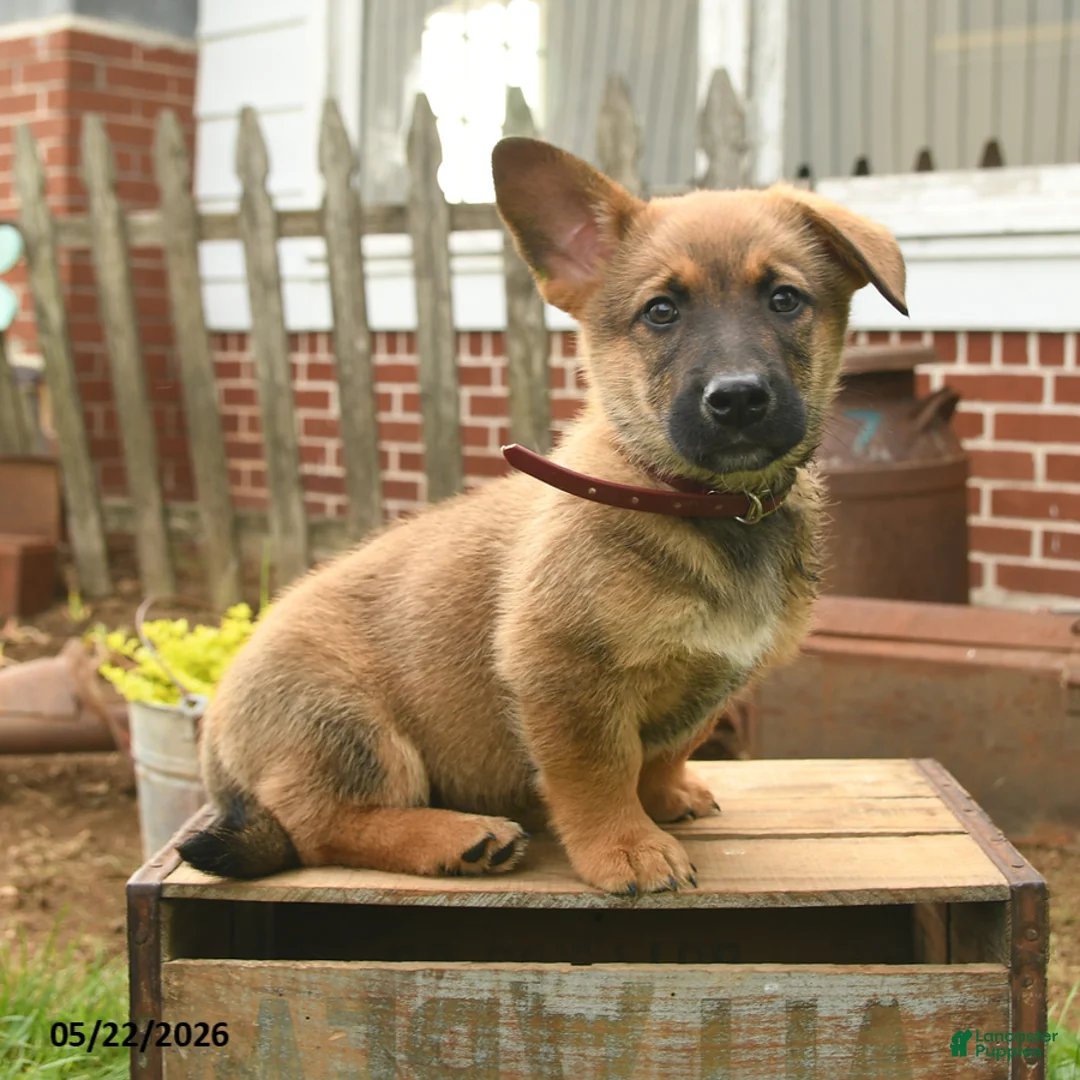 Mixed Breed dogs for sale: Tumbling Teddy - Ad 1