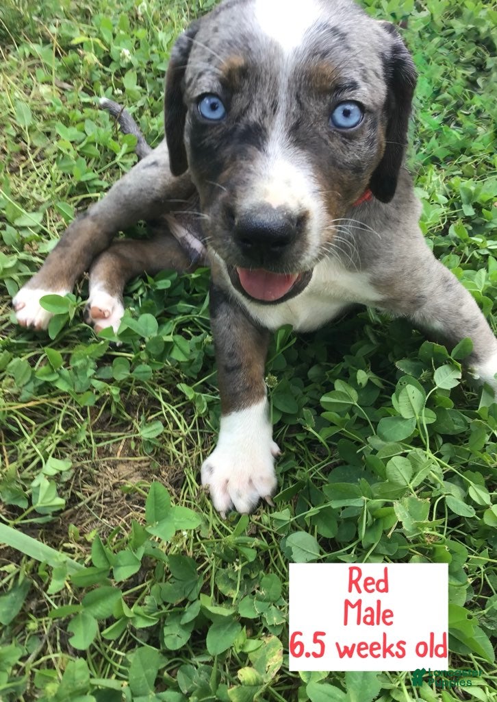 Catahoula Leopard Dog dogs Red, Male - Ad 2