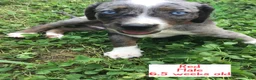 Catahoula Leopard Dog dogs for sale: Red, Male - Ad 2
